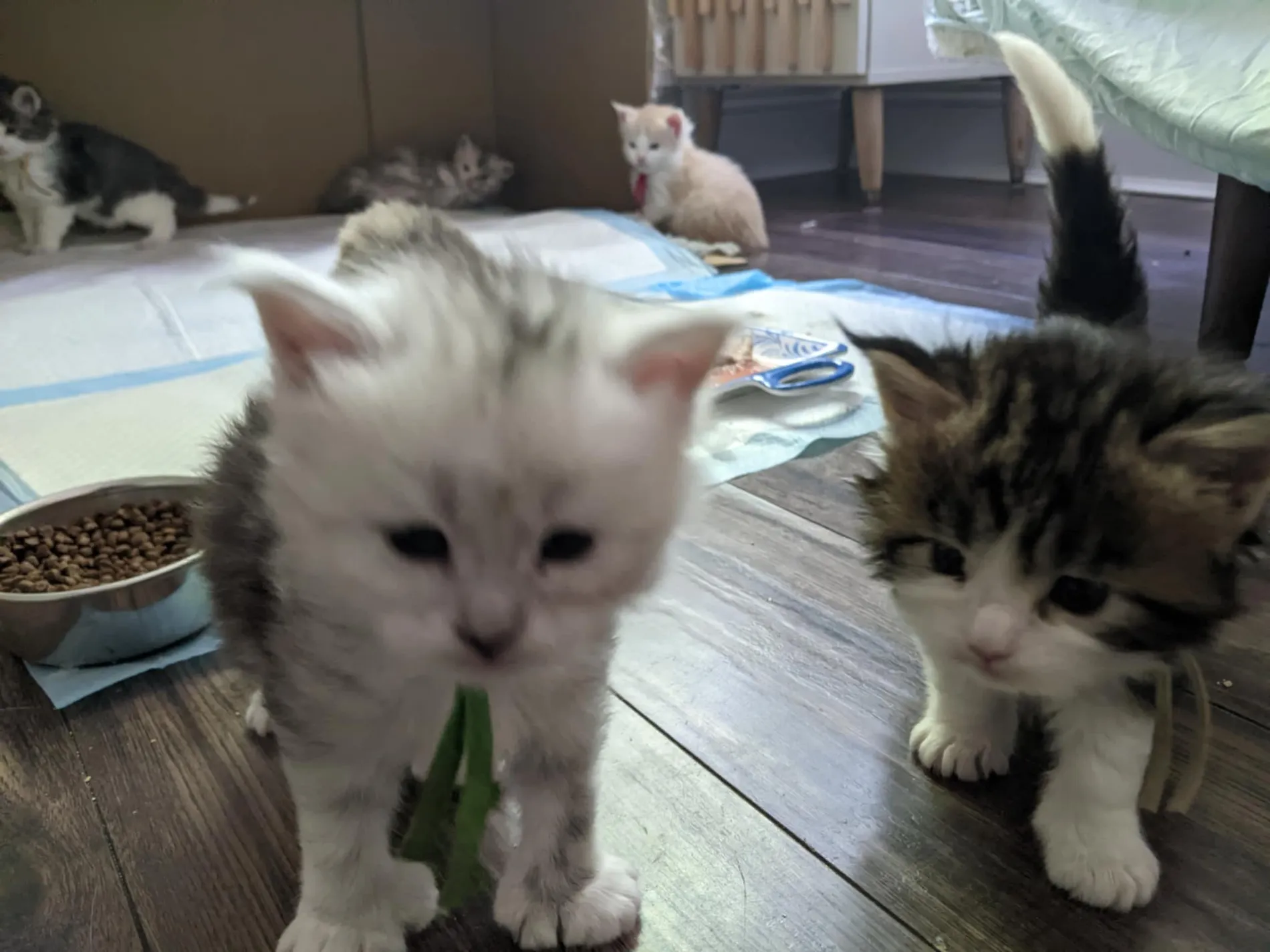 A Fabelhaft Maine Coon kitten