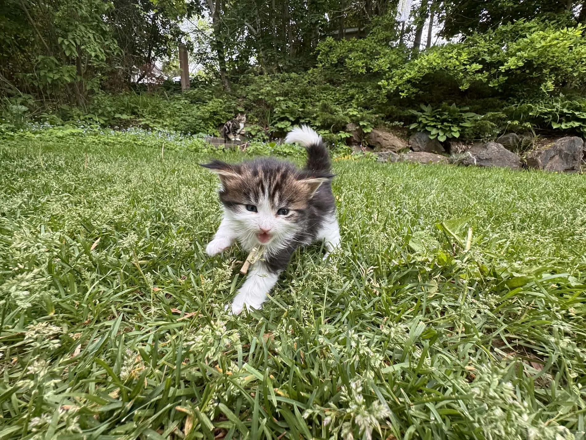 A Fabelhaft Maine Coon kitten